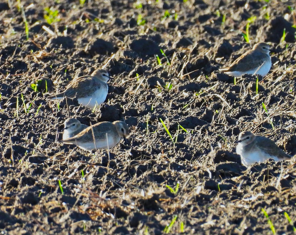 Горный зуёк - ML645522091