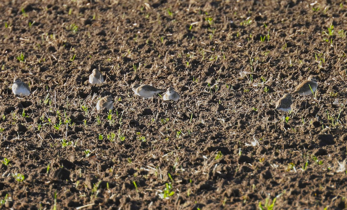 Горный зуёк - ML645522092