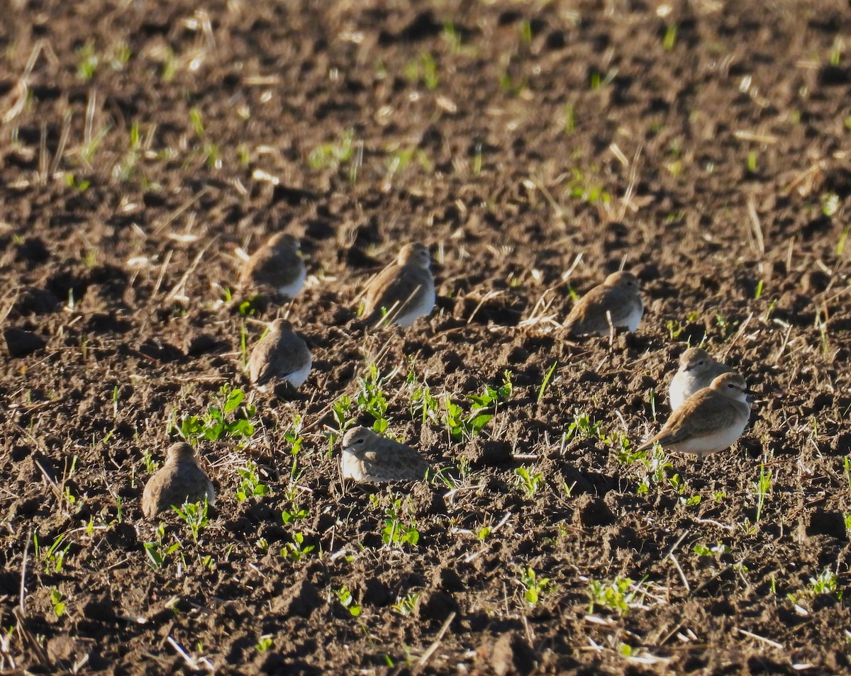 Горный зуёк - ML645522093