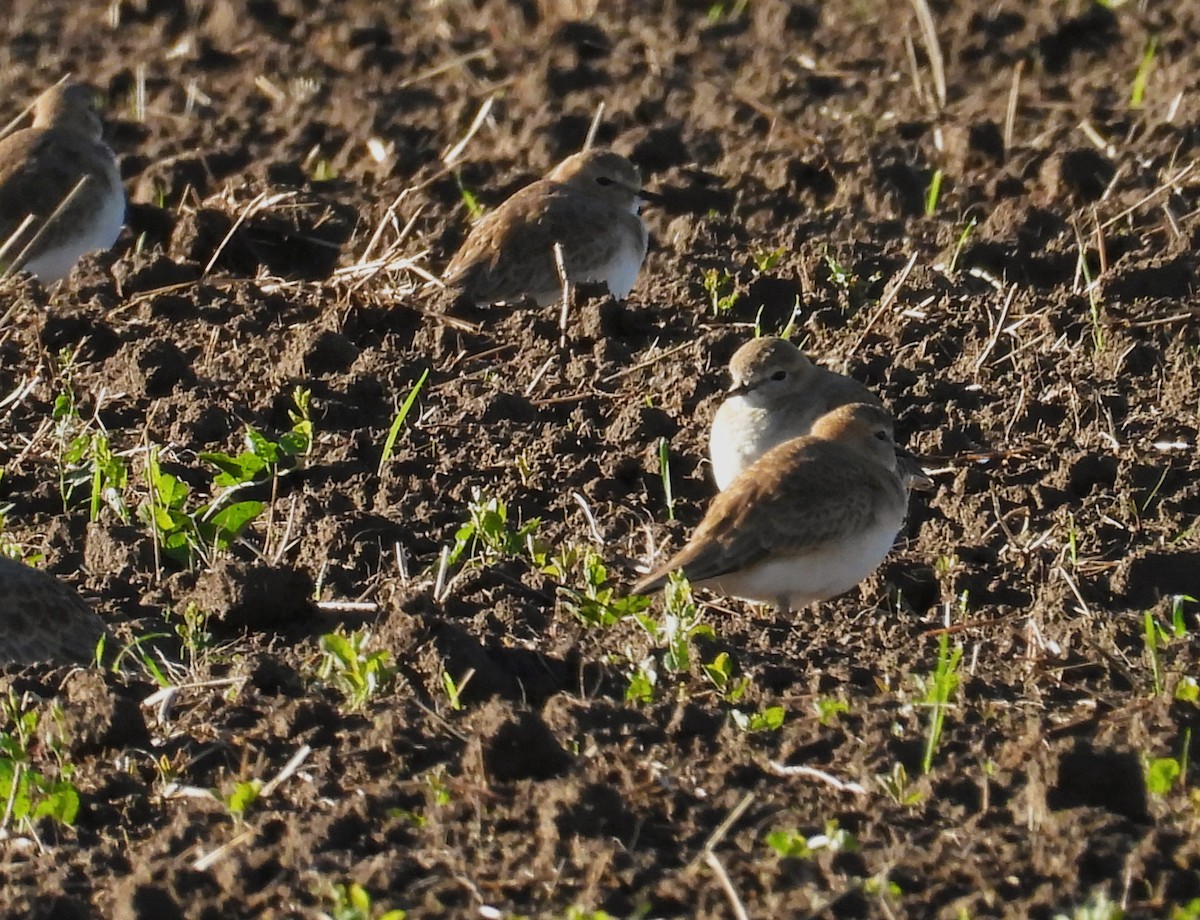 Горный зуёк - ML645522094