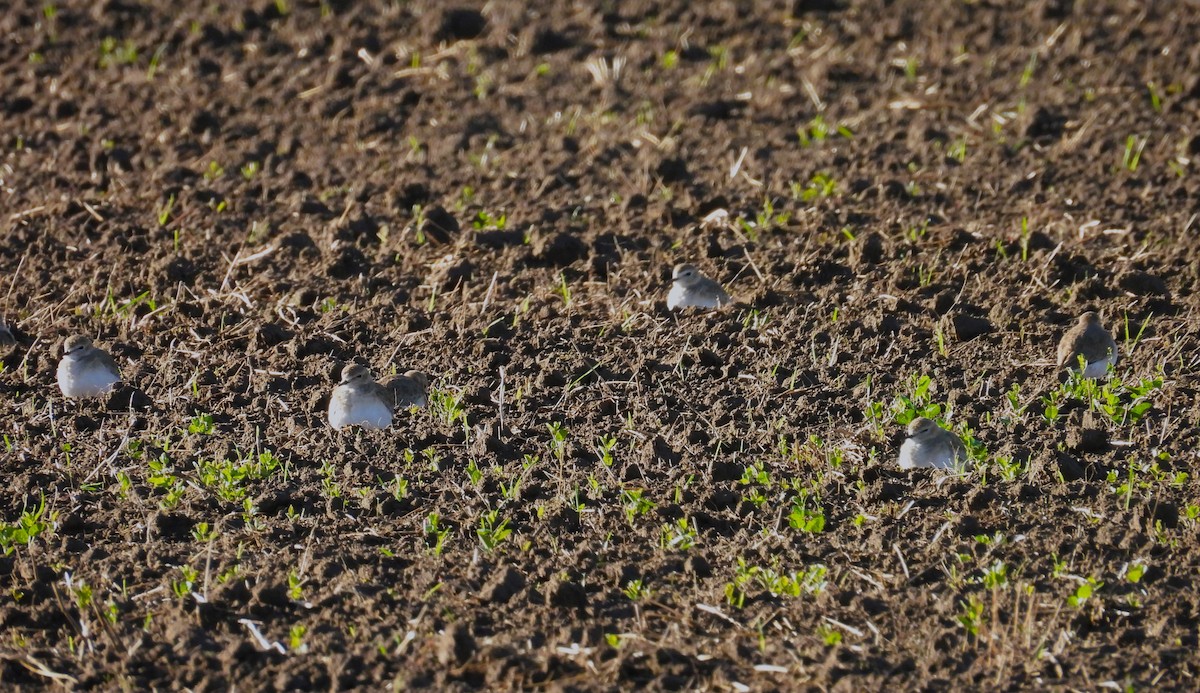 Горный зуёк - ML645522095