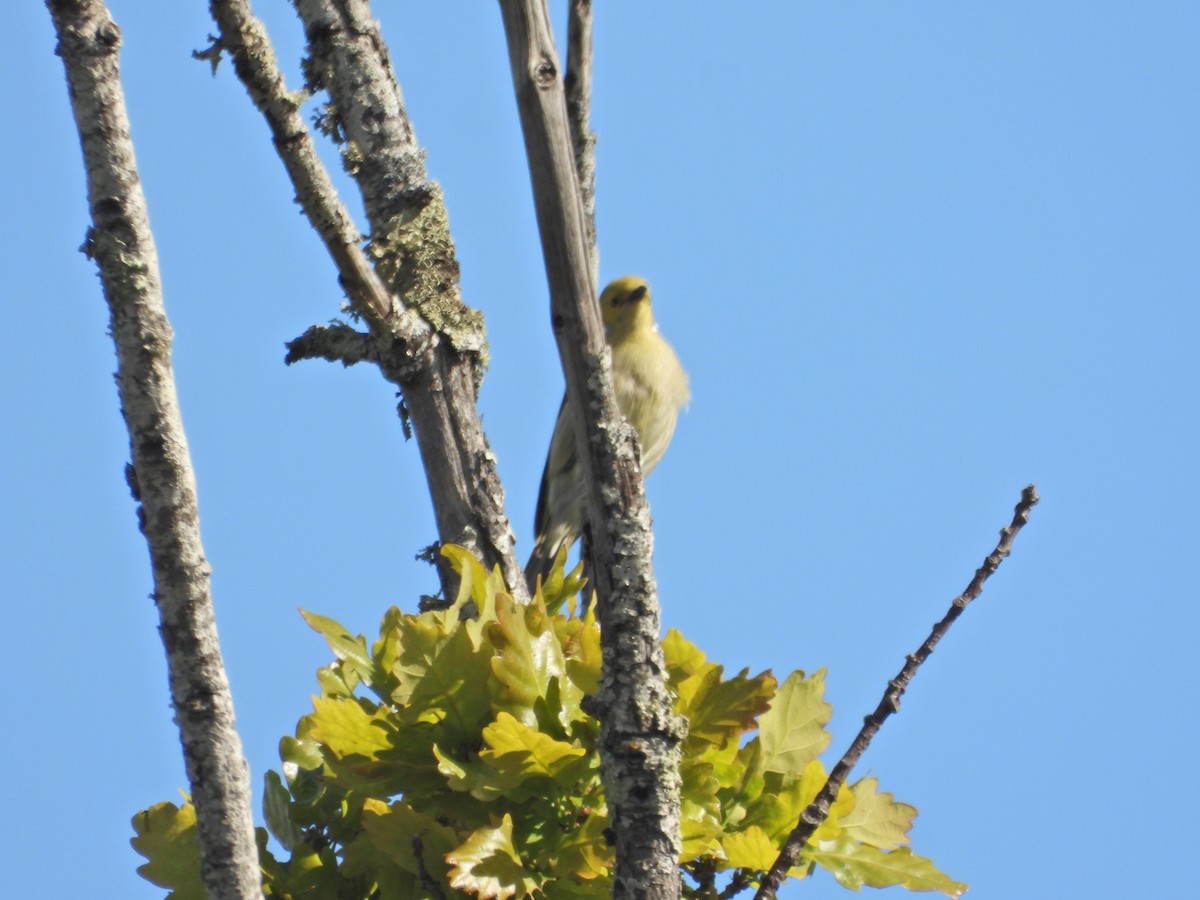 White-plumed Honeyeater - ML645522096