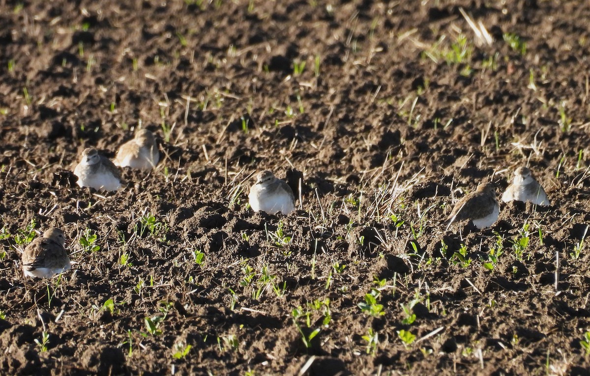 Горный зуёк - ML645522097