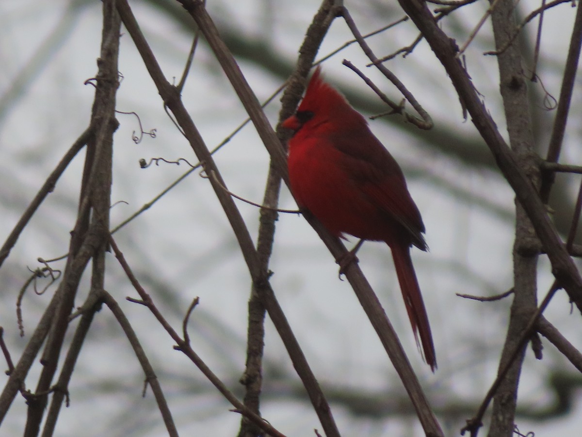 Cardinal rouge - ML645522098