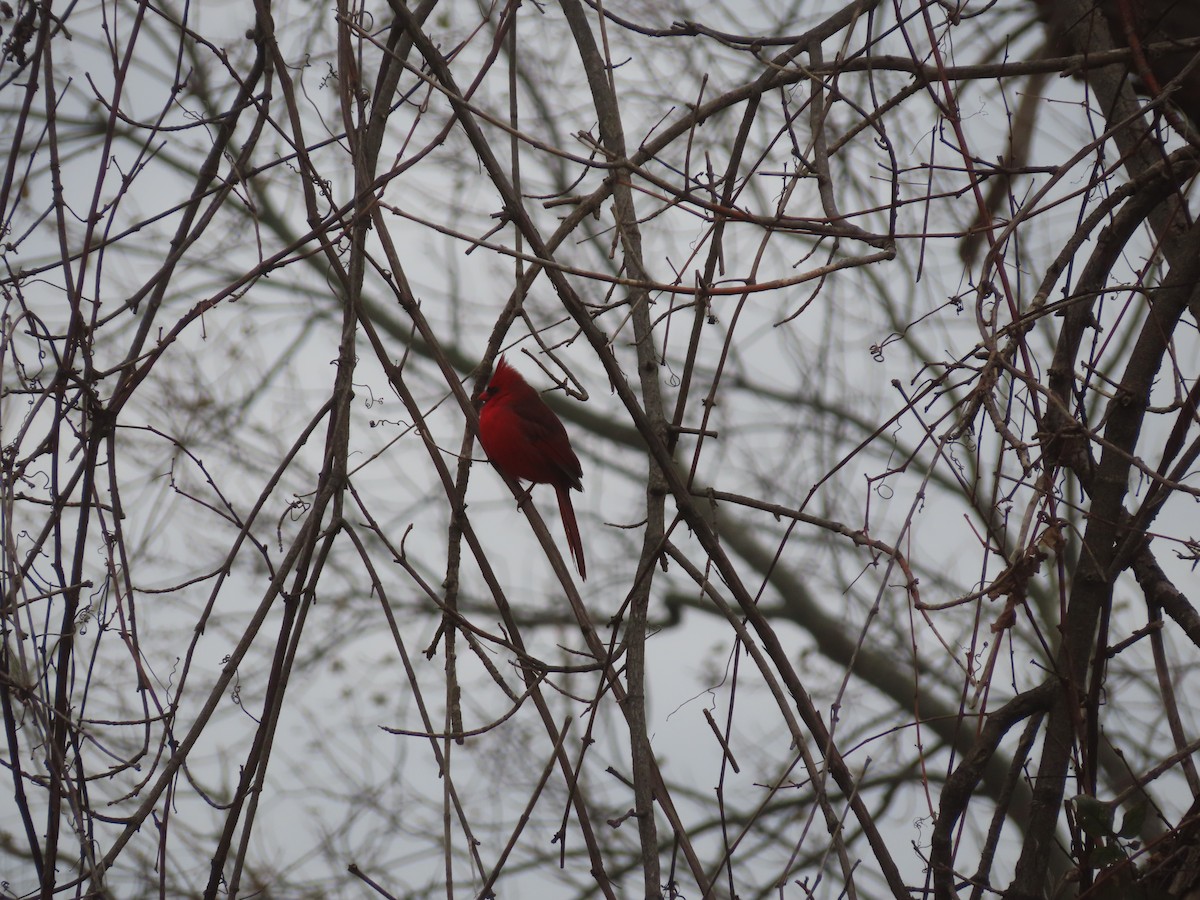 Cardinal rouge - ML645522099