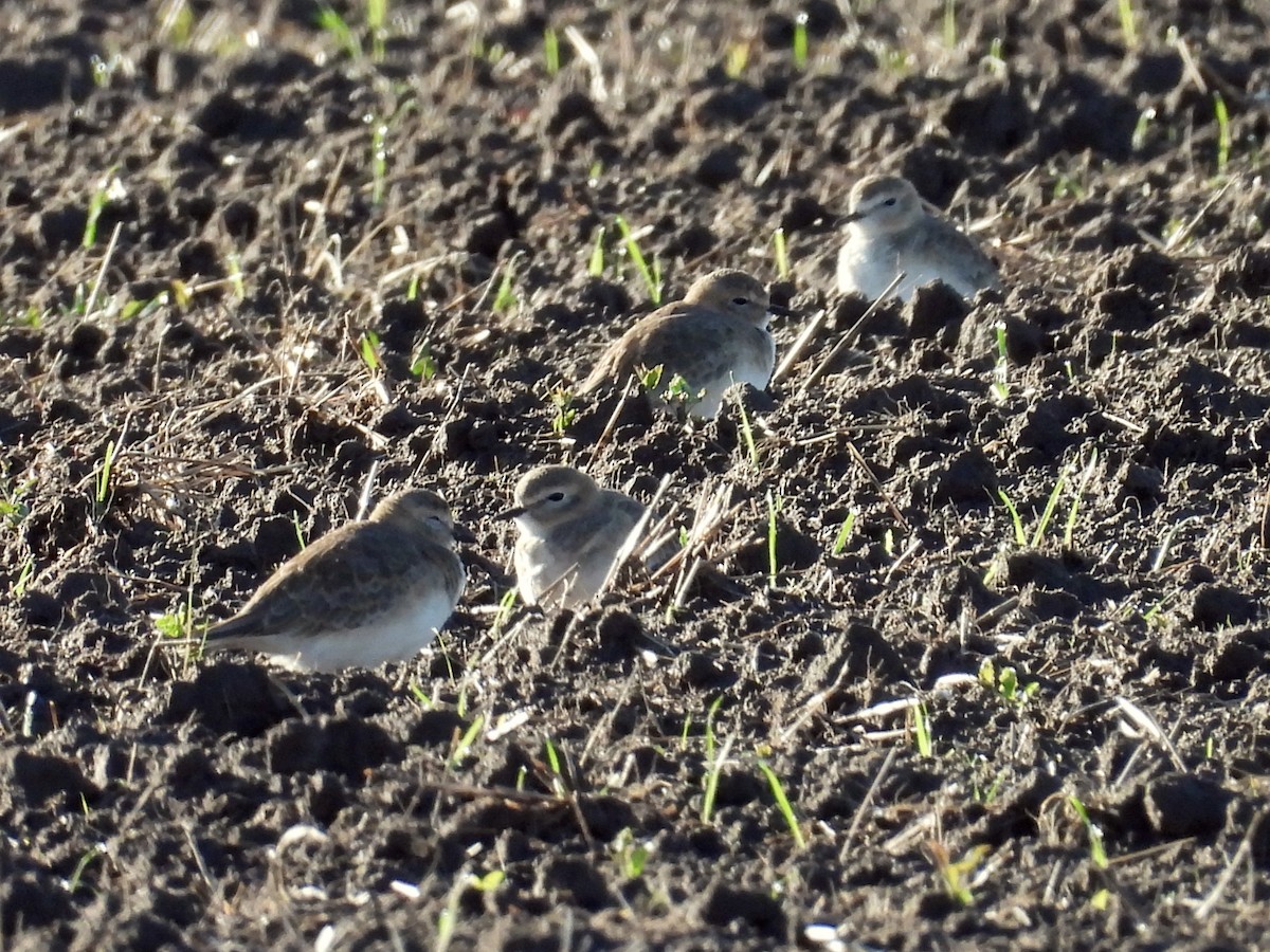 Горный зуёк - ML645522100