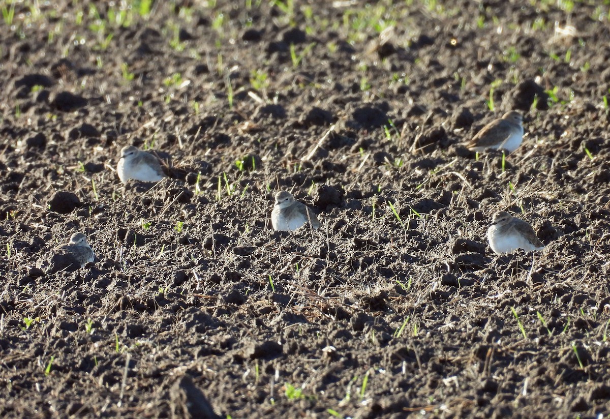 Горный зуёк - ML645522101