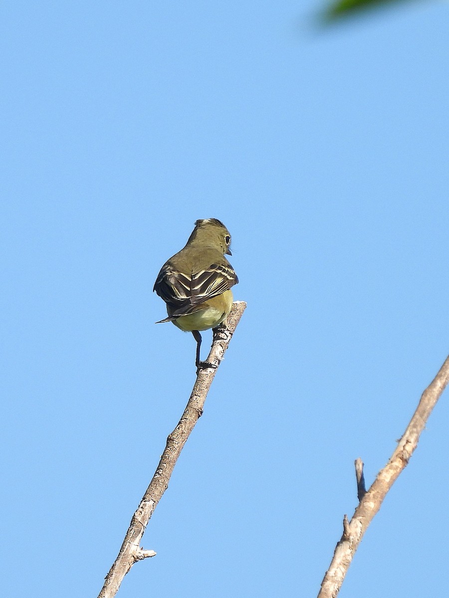 White-crested Elaenia - ML645522110
