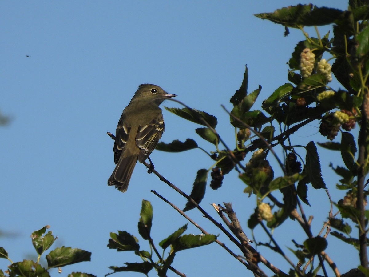 White-crested Elaenia - ML645522111
