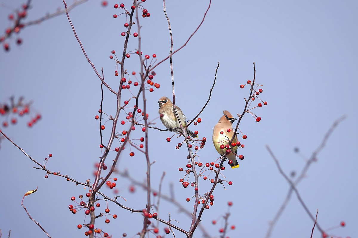 Cedar Waxwing - ML645522116