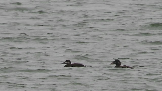 Surf Scoter - ML645522131