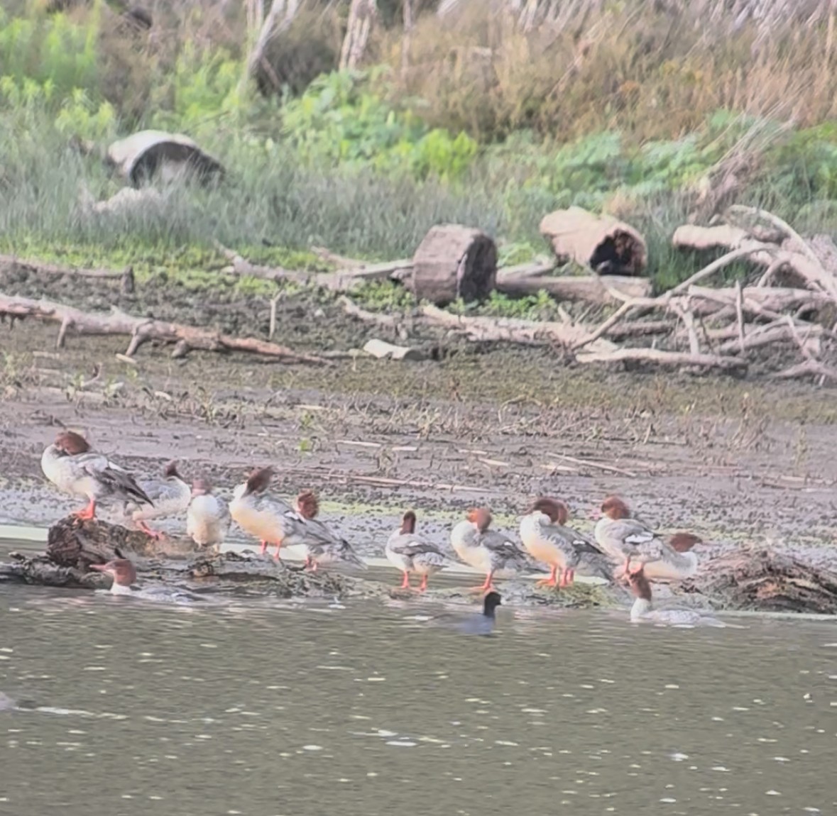 Common Merganser - ML645522142