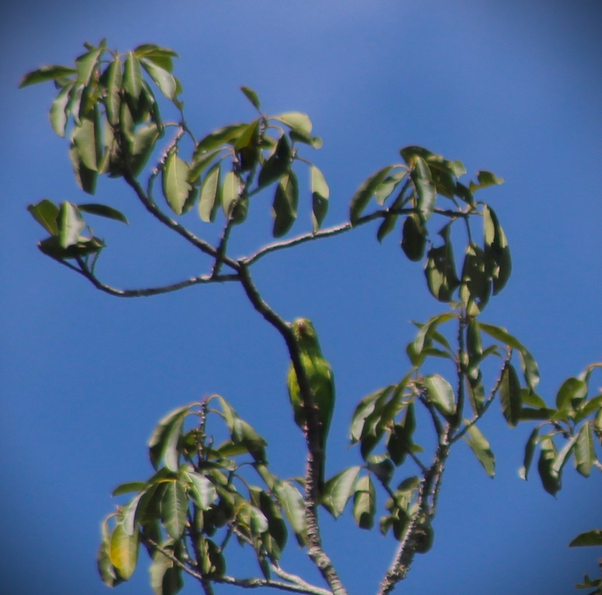 Plain Parakeet - ML645522153