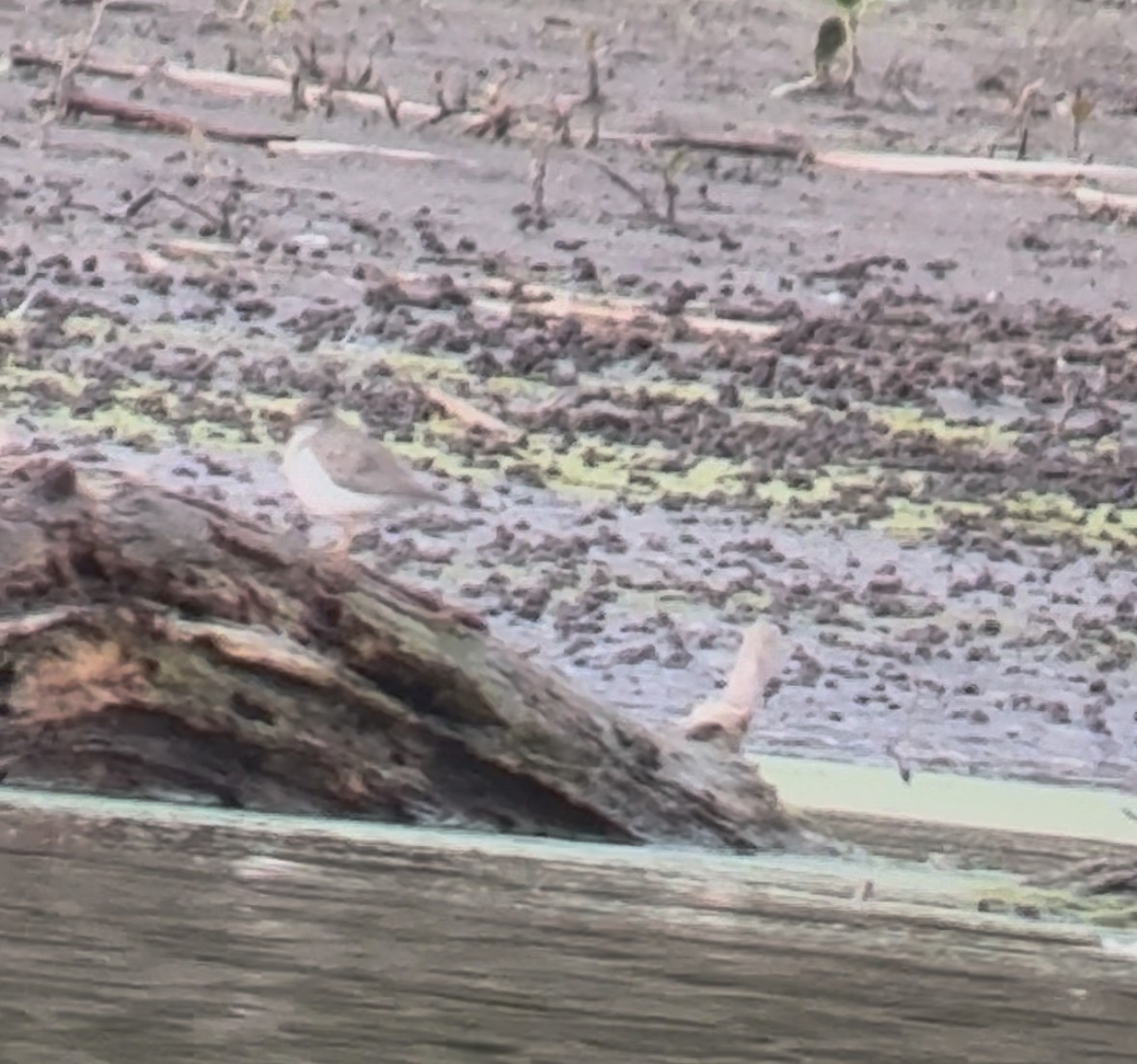 Spotted Sandpiper - ML645522157