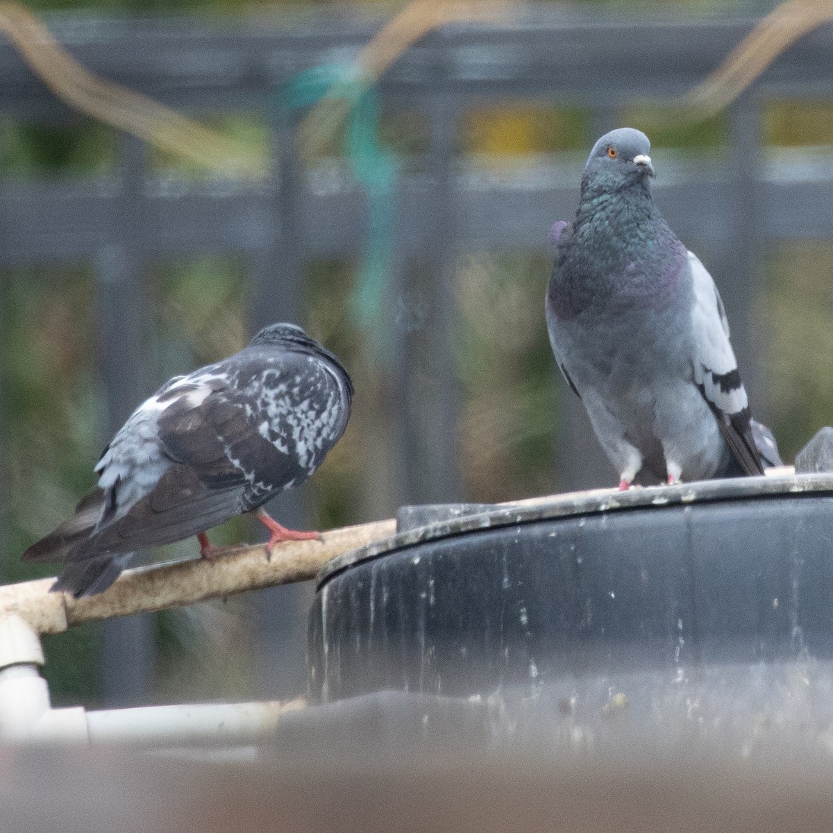 Rock Pigeon (Feral Pigeon) - ML645522161