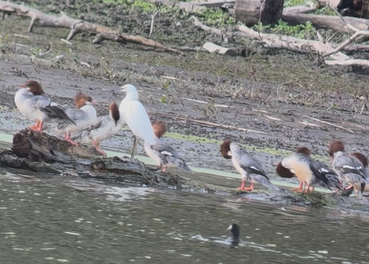 Snowy Egret - ML645522163