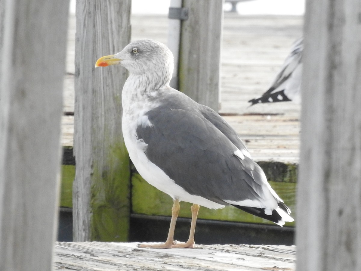 Lesser Black-backed Gull - ML645522168