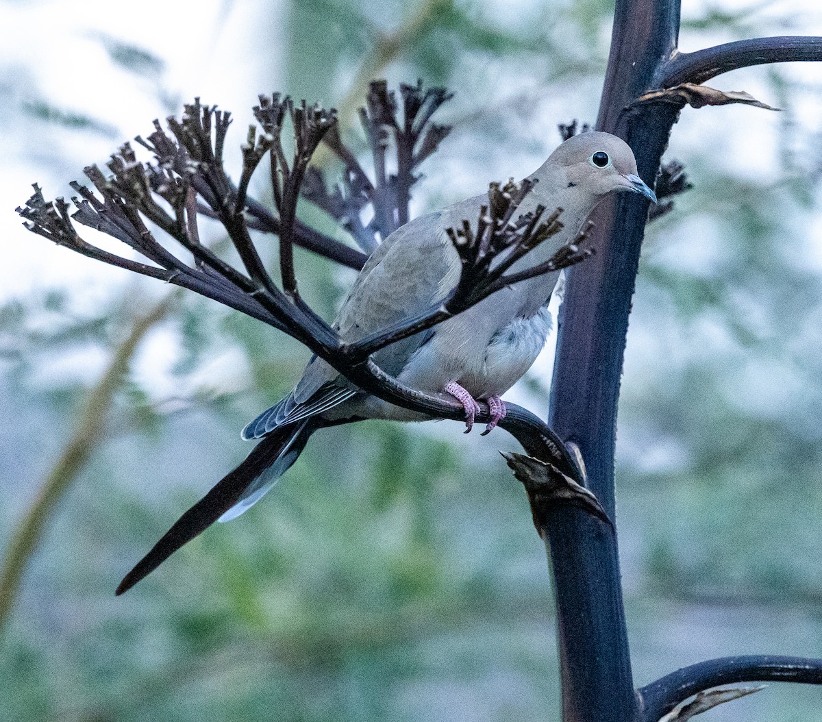 Mourning Dove - ML645522179