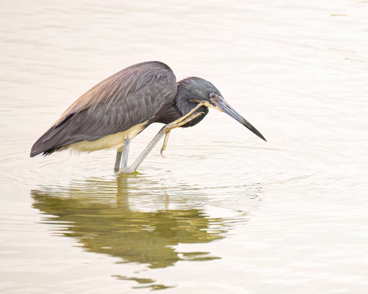 Tricolored Heron - ML645522206