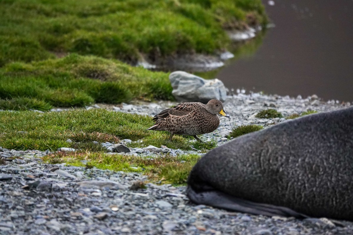 Yellow-billed Pintail - ML645522211