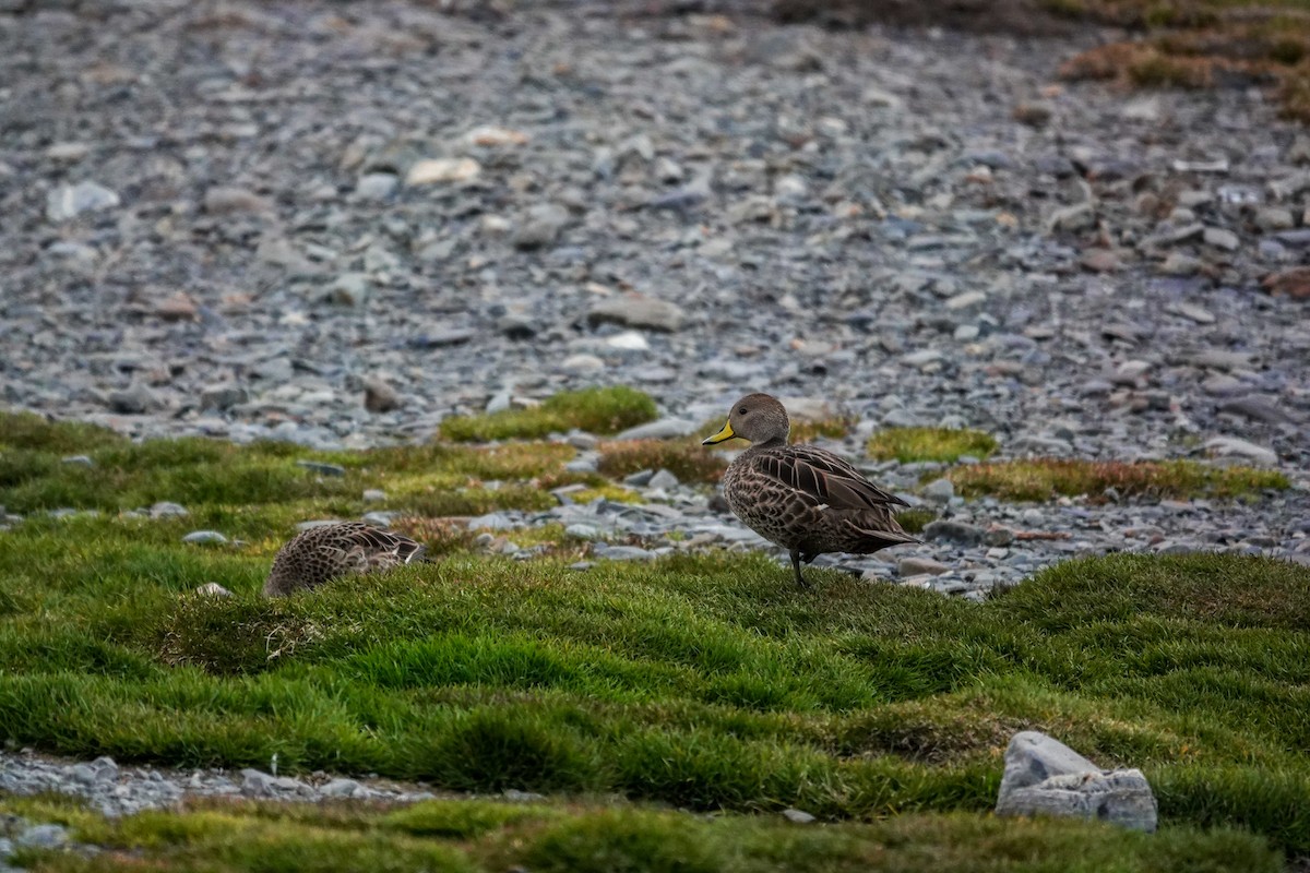 Yellow-billed Pintail - ML645522212