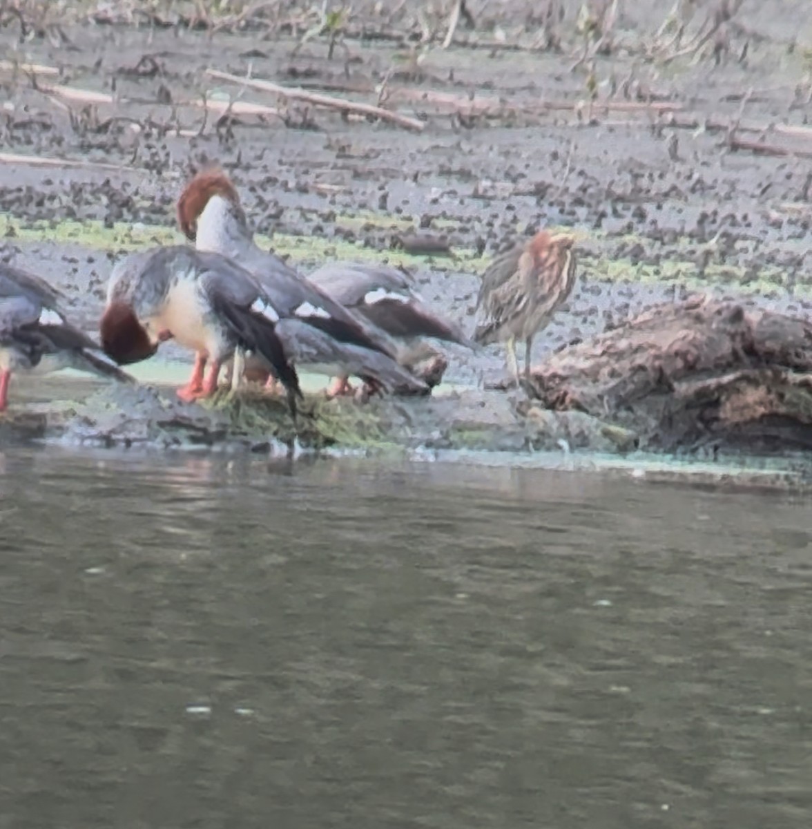 Green Heron - ML645522231