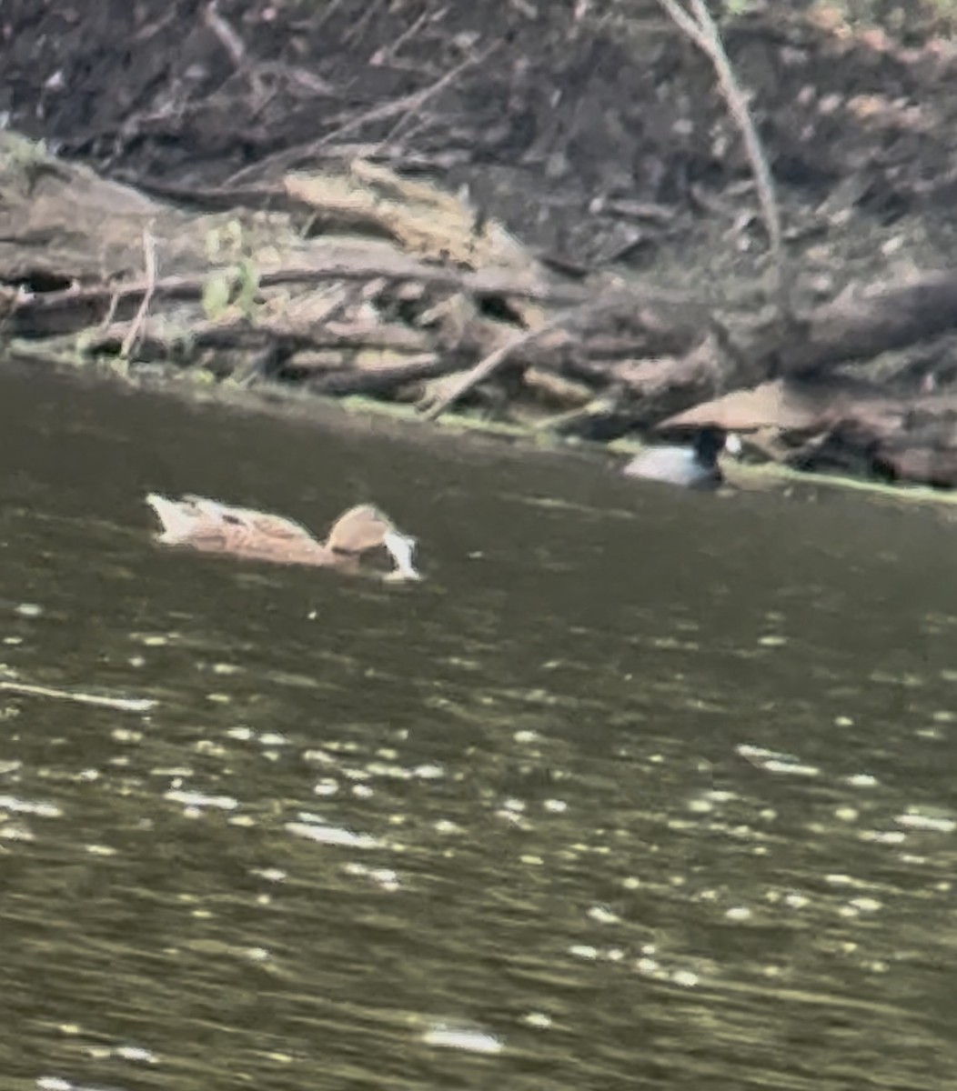 Mallard - ML645522261