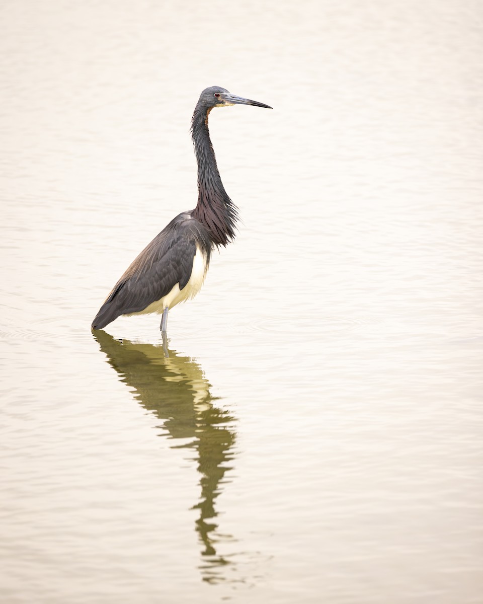 Tricolored Heron - ML645522278