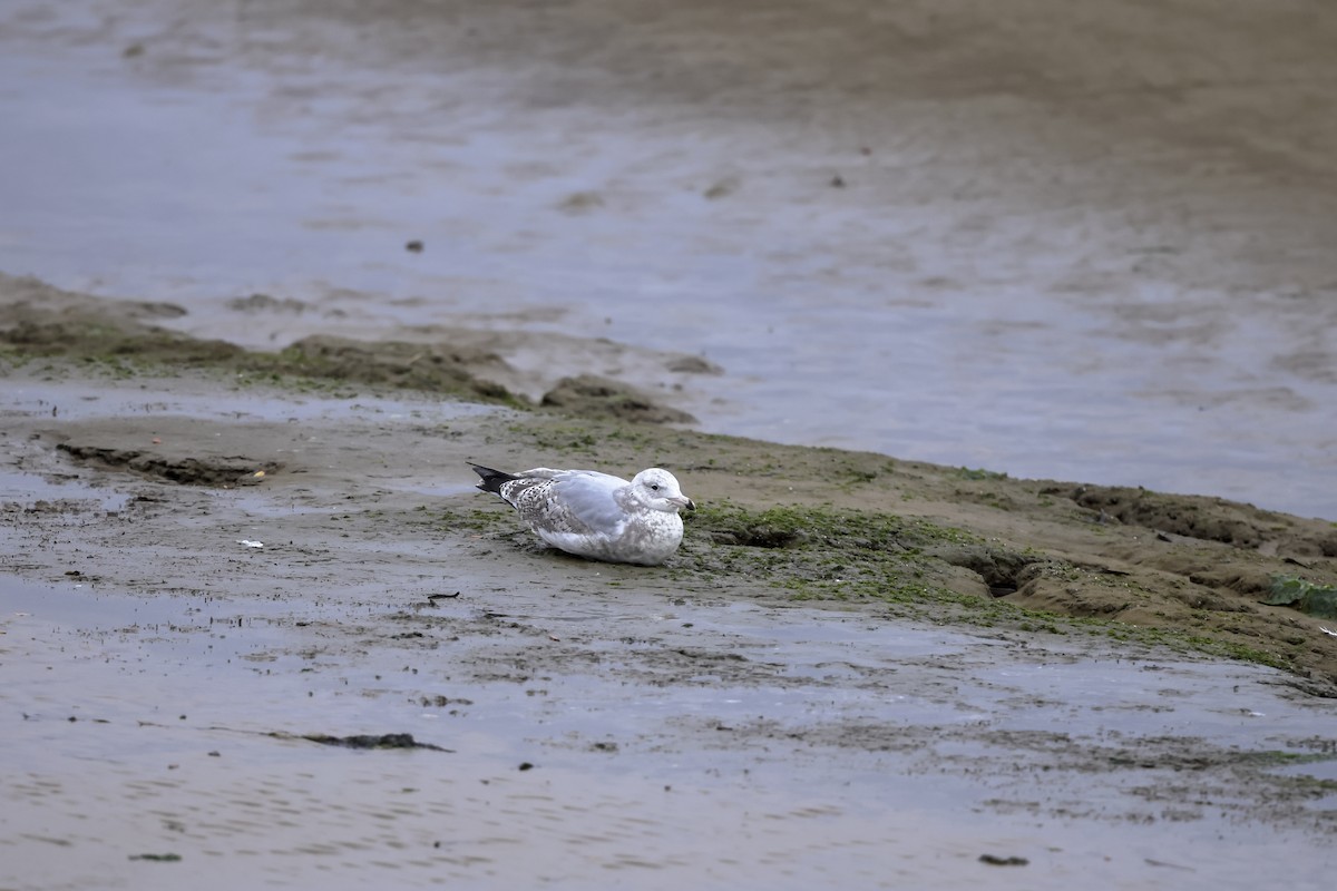 gull sp. - ML645522280