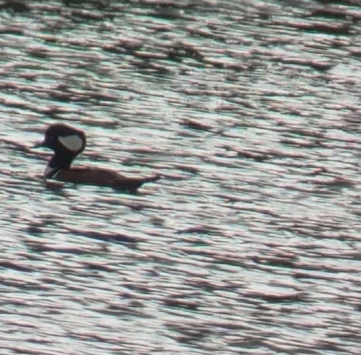 Hooded Merganser - ML645522287