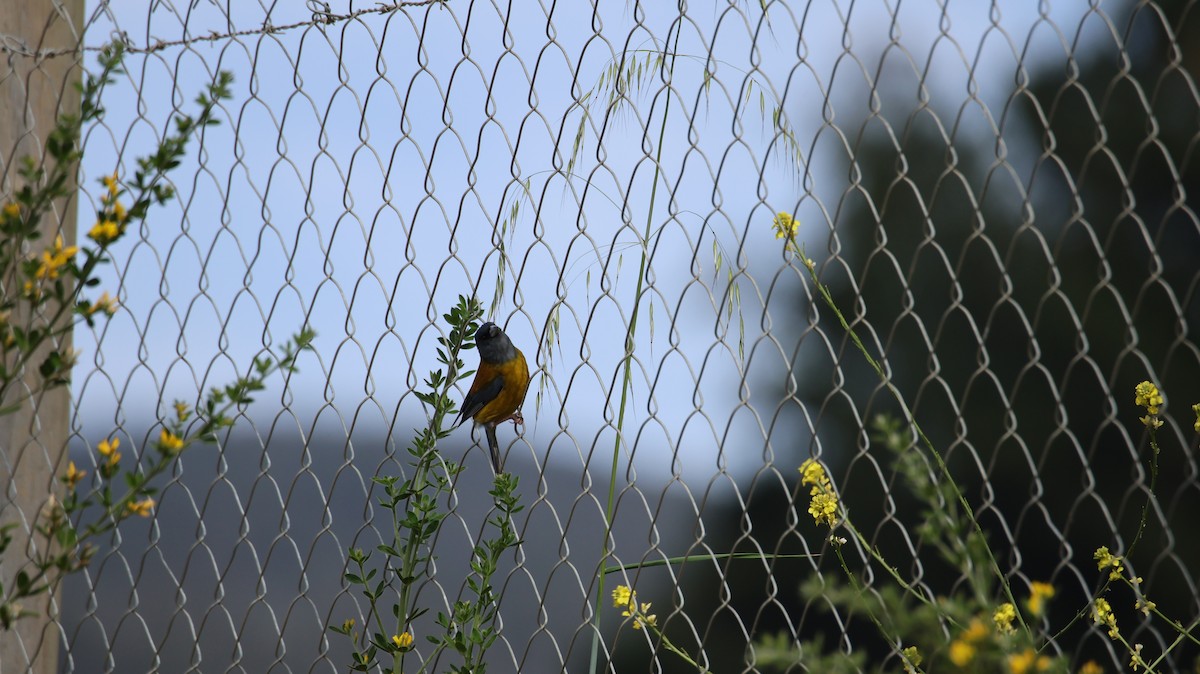 Patagonian Sierra Finch - ML645522301
