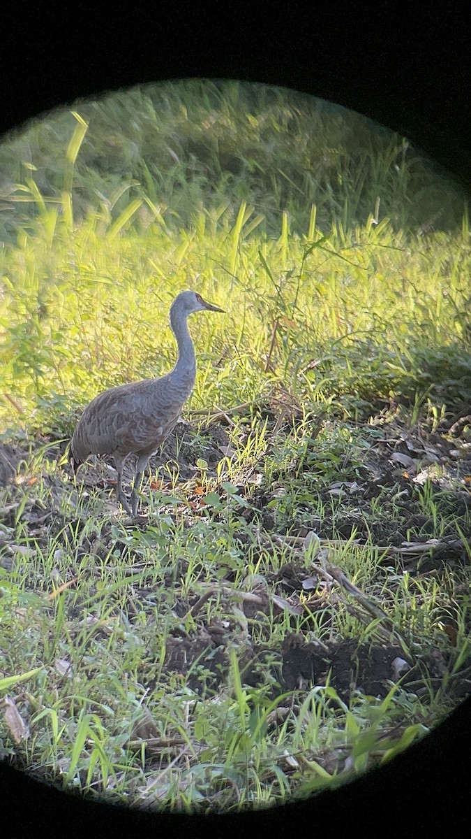 Sandhill Crane - ML645522303