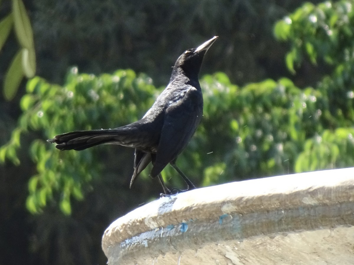 Great-tailed Grackle - ML645522314