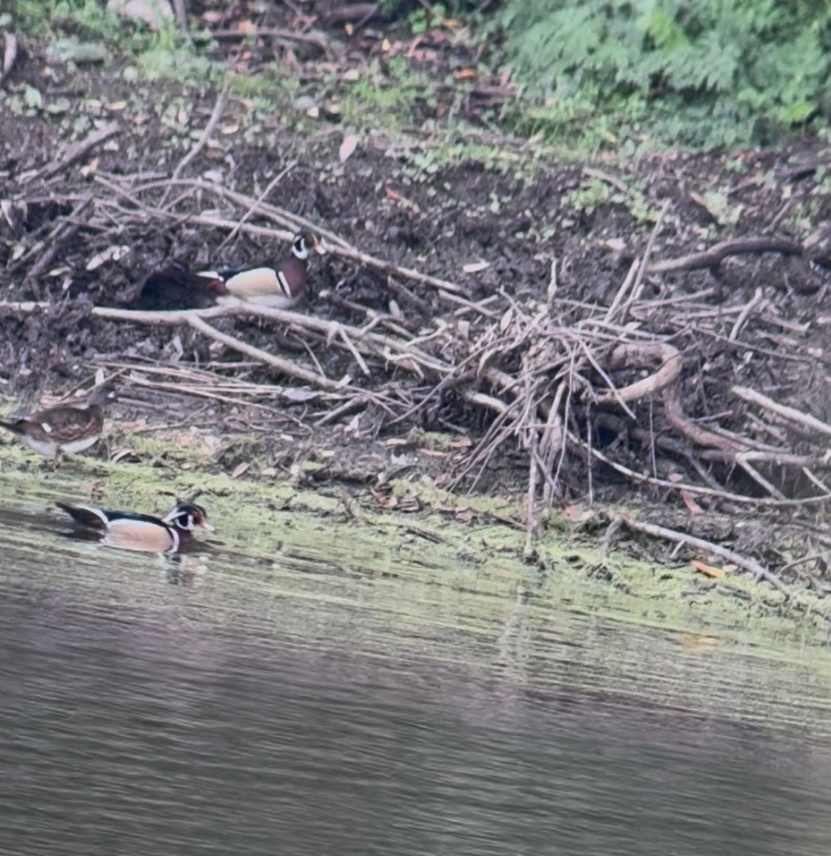 Wood Duck - ML645522317