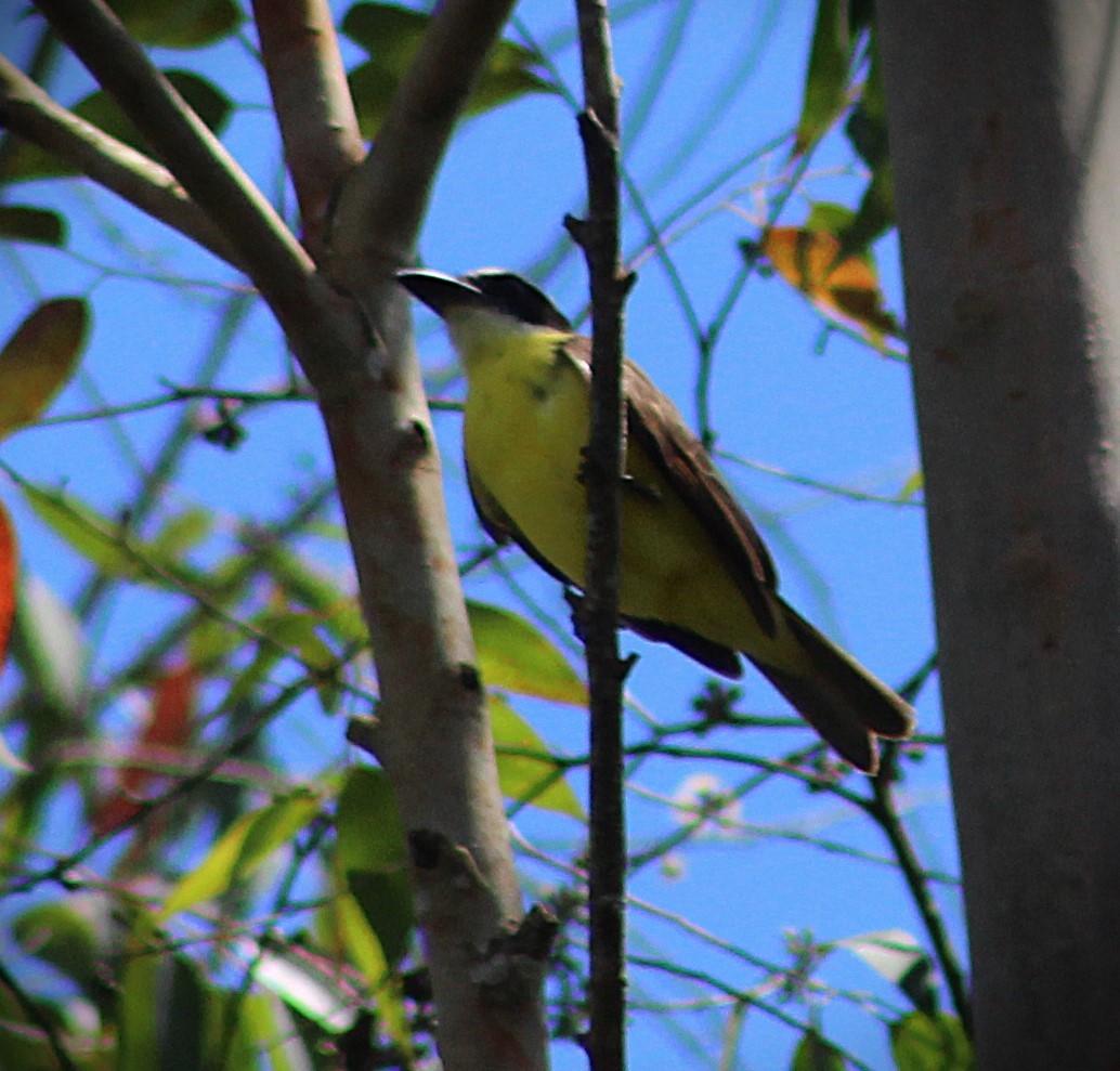 Boat-billed Flycatcher - ML645522320