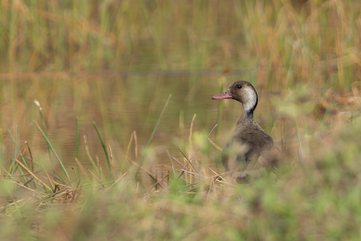 Brazilian Teal - ML645522323