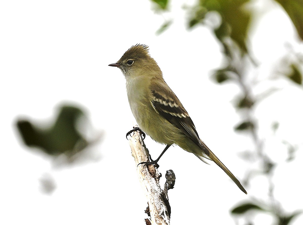 Highland Elaenia - ML645522326