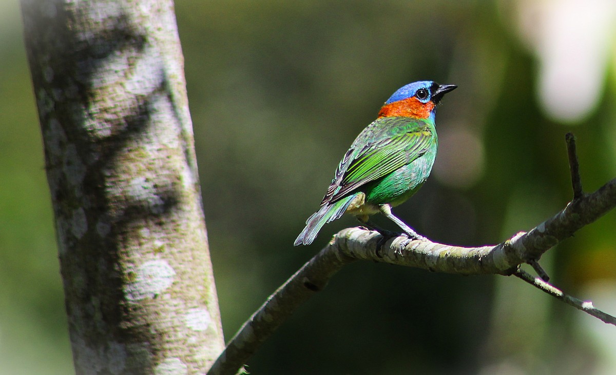Red-necked Tanager - ML645522328