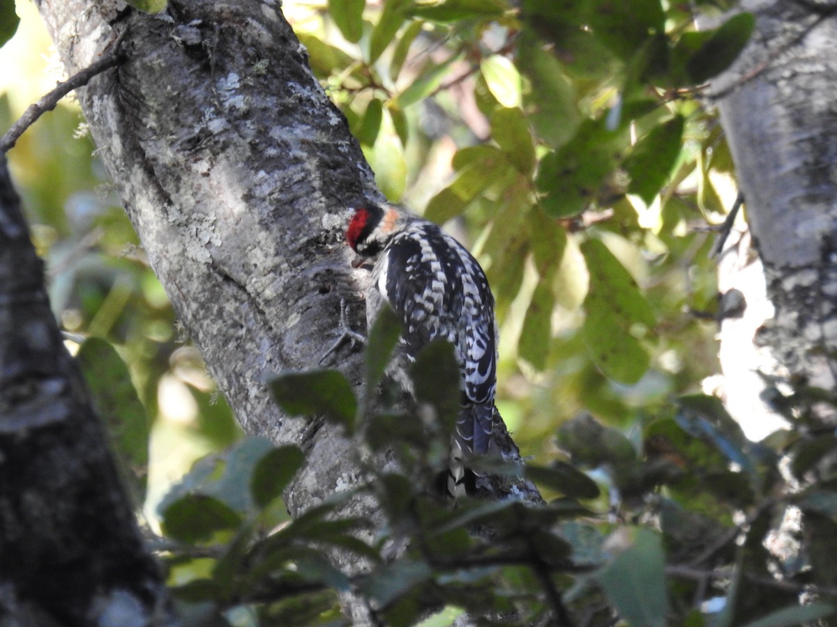 Rotnacken-Saftlecker - ML645522329