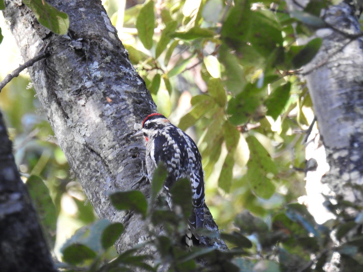 Rotnacken-Saftlecker - ML645522330