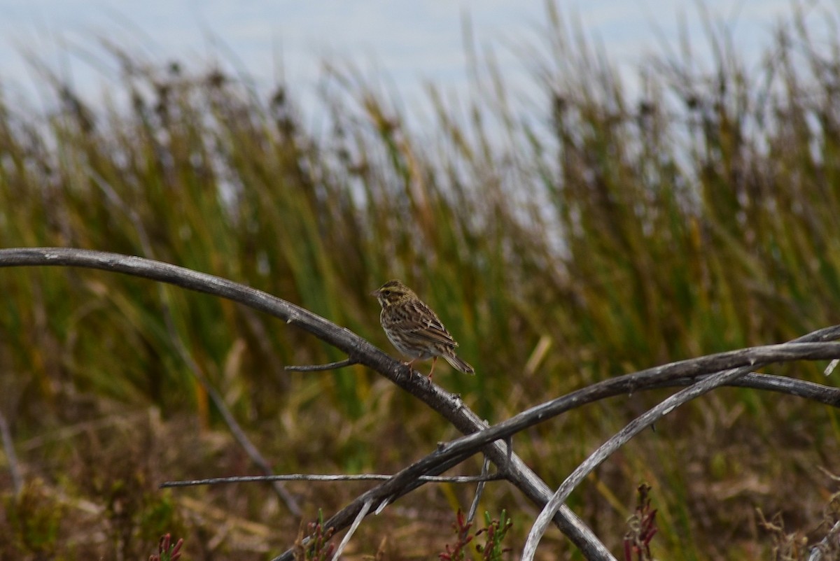 Savannah Sparrow - ML645522333