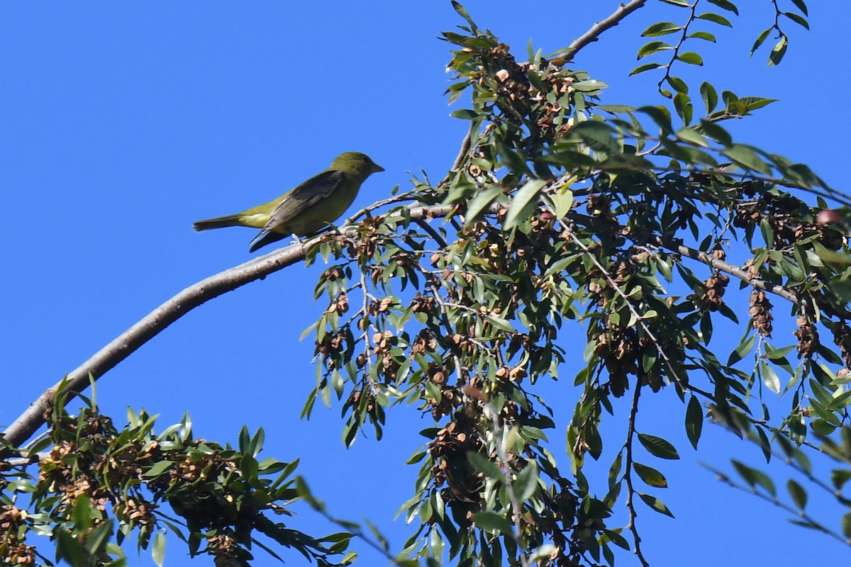 Scarlet Tanager - ML645522338