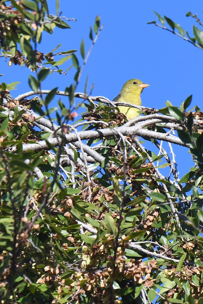 Scarlet Tanager - ML645522339