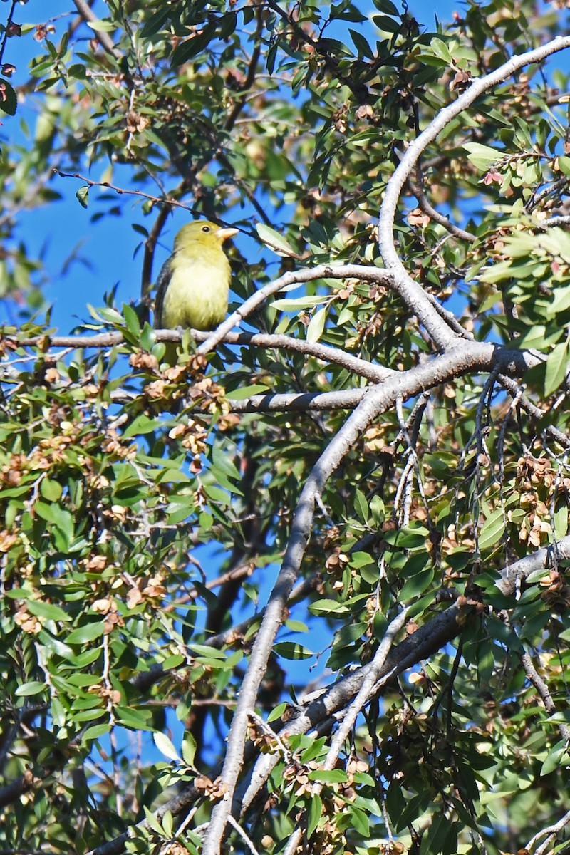 Scarlet Tanager - ML645522340