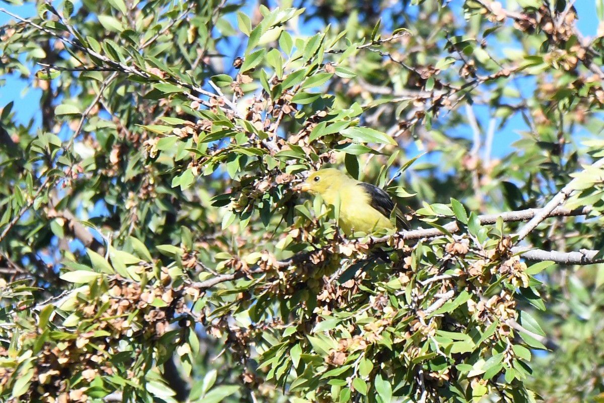 Scarlet Tanager - ML645522341