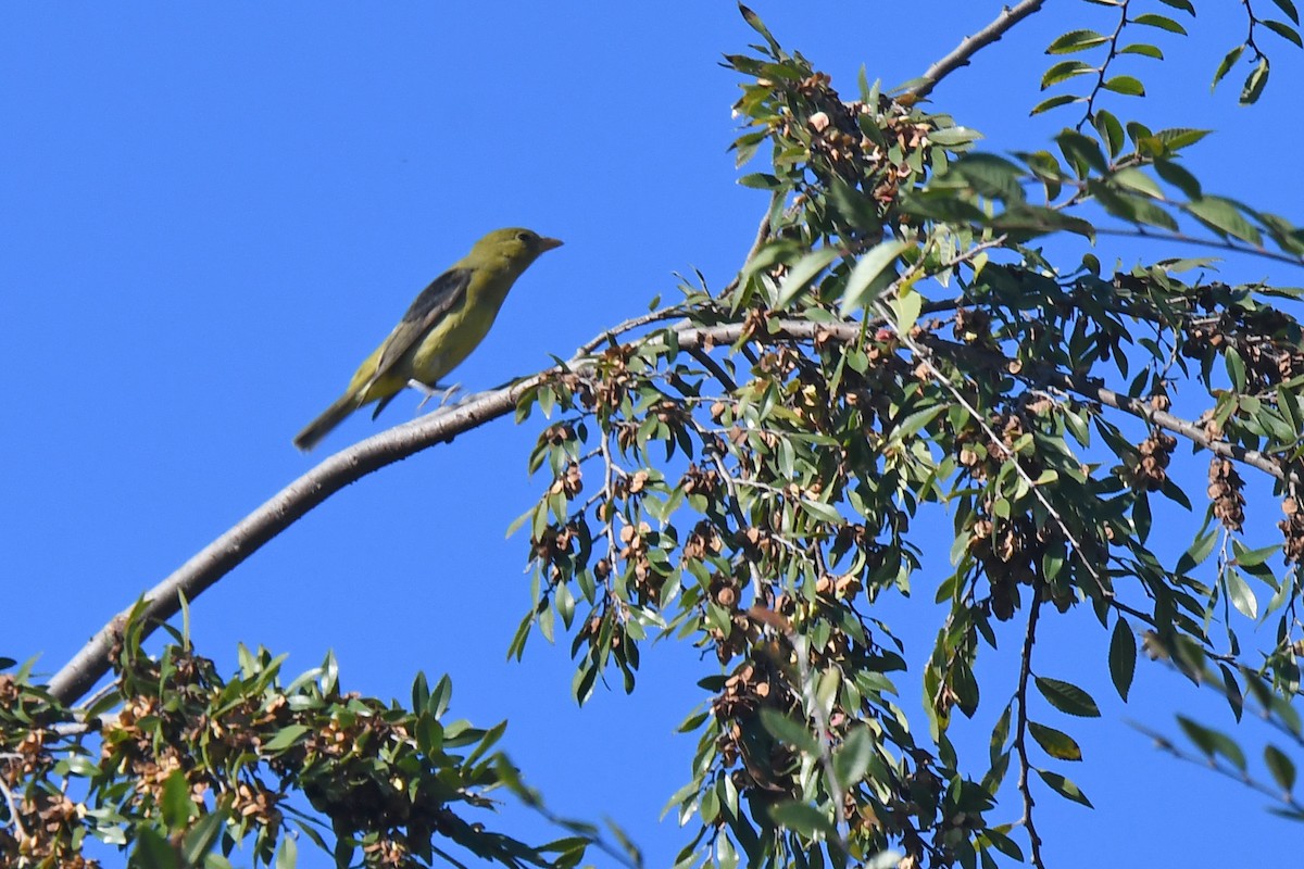 Scarlet Tanager - ML645522342