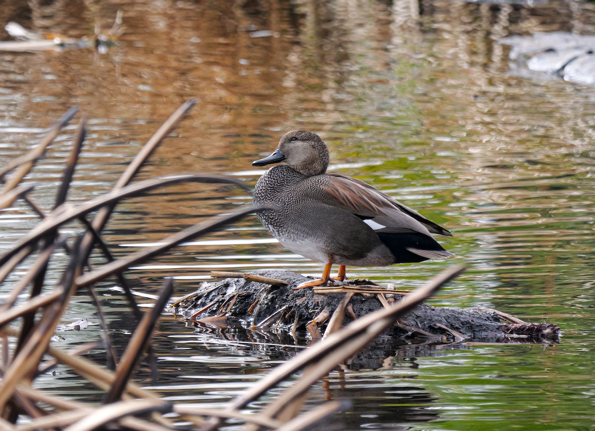 Серая утка - ML645522344