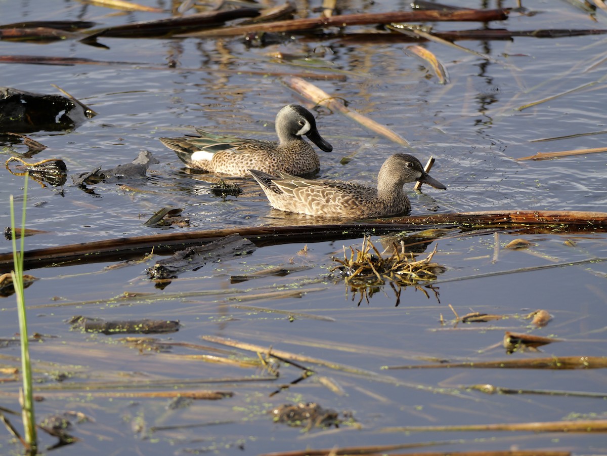 ミカヅキシマアジ - ML645522357