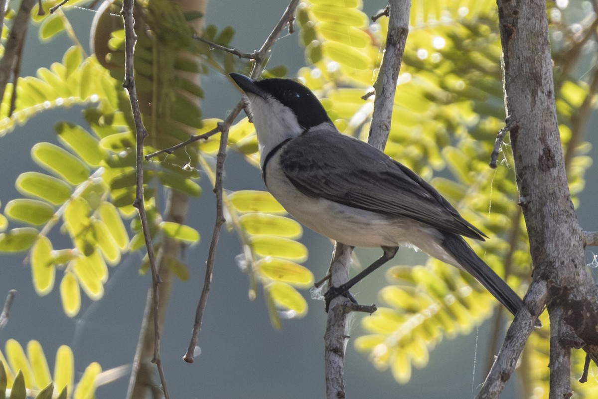 Wallacean Whistler - ML645522360