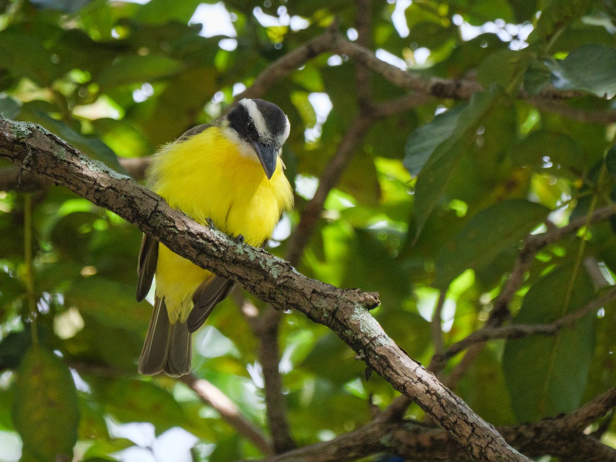 Boat-billed Flycatcher - ML645522361